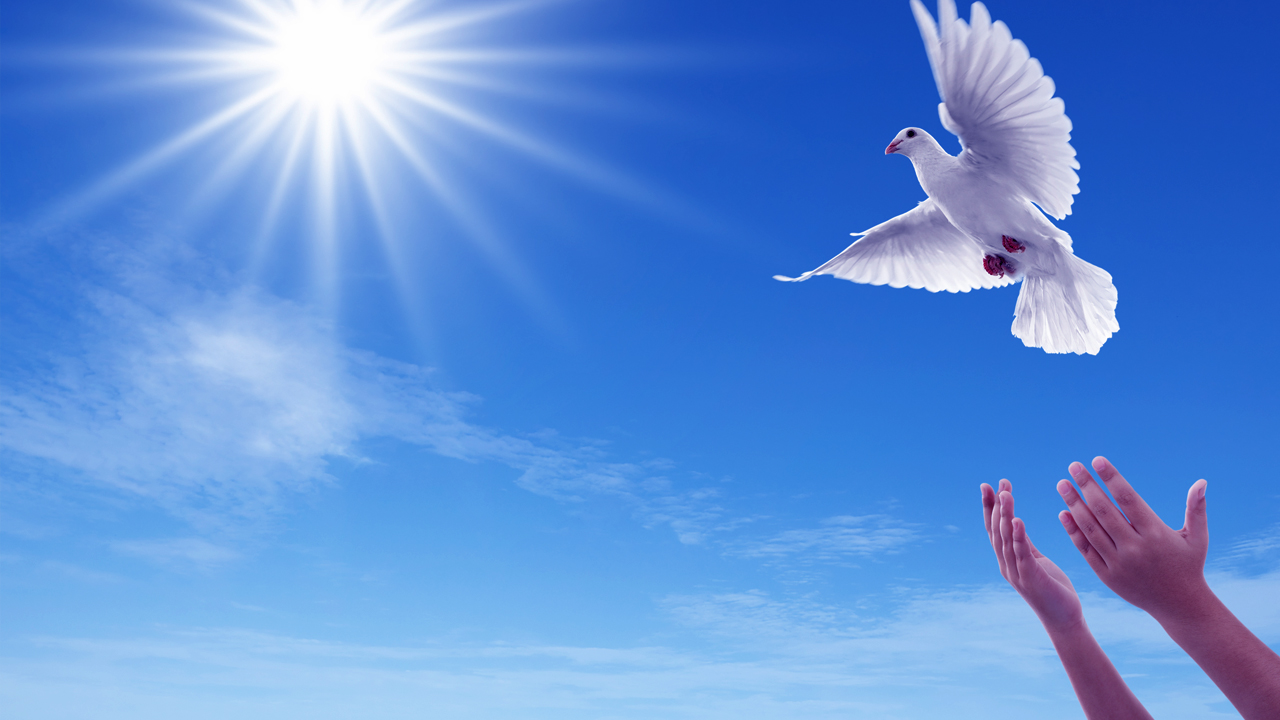 Nằm Mơ Thấy Chim Bồ Câu Đánh Con Gì? Giải Mã Giấc Mơ Và Con Số Chuẩn Xác